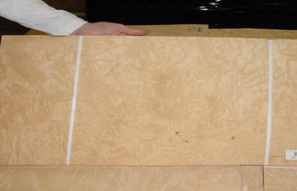 Chapa de madera del Burl amarillo de la ceniza para los muebles, 0,5 milímetros de grueso